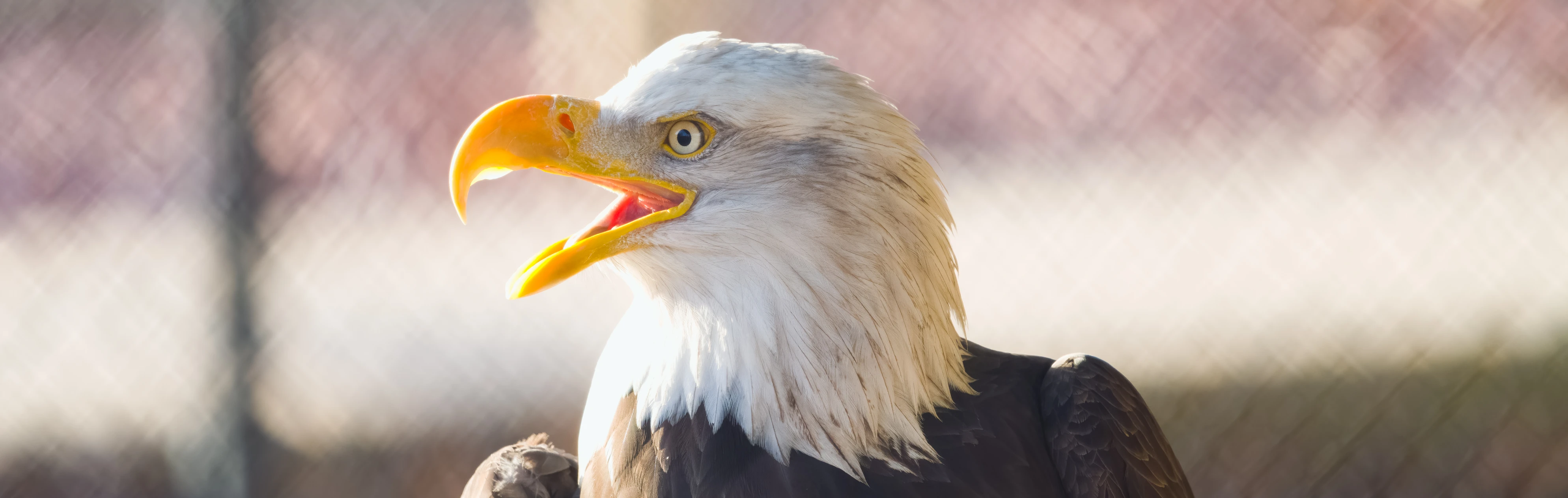 A Bald Eagle at the Phillips Park Zoo